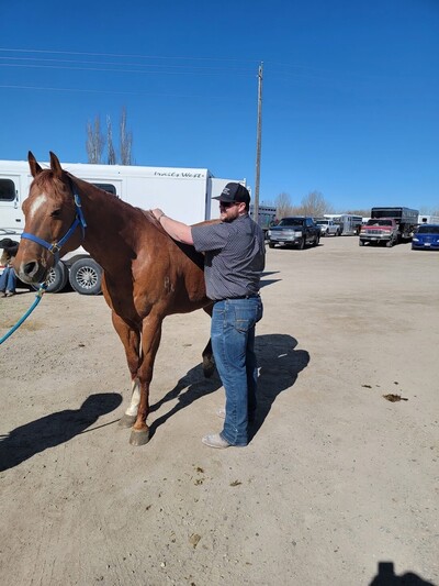 Large Animals- $150